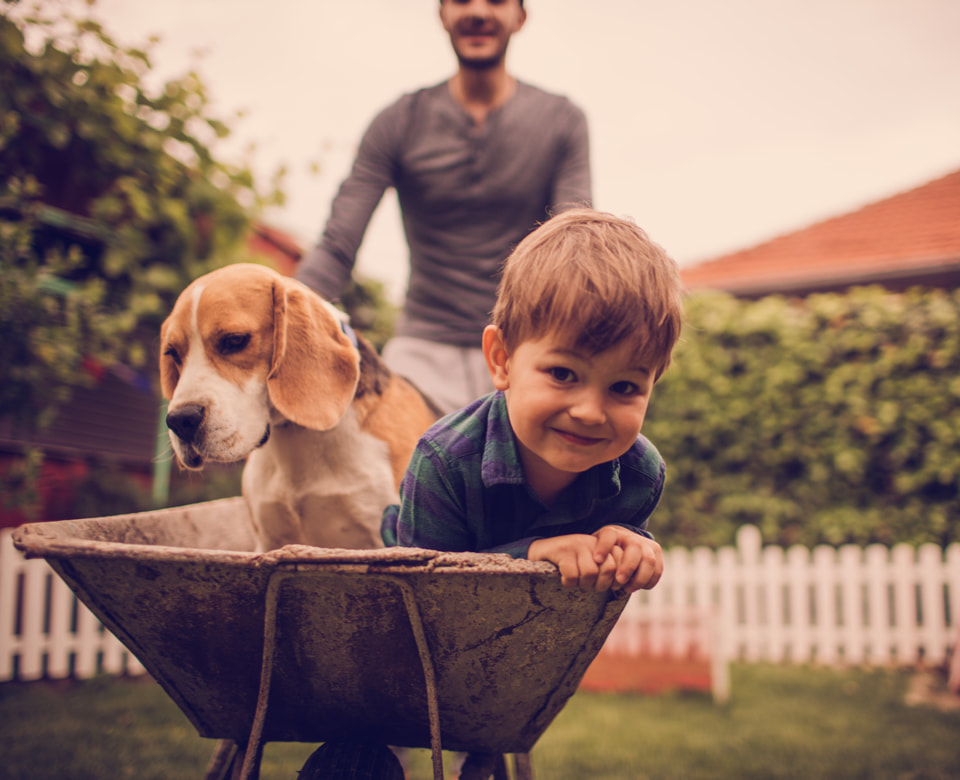 kleiner glücklicher Junge mit Hund wird von seinem Vater in Schubkarre durch den Garten geschoben